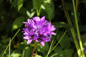 my sisters garden 01