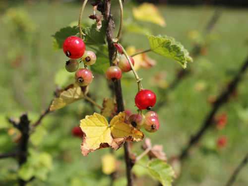 my sisters garden 03