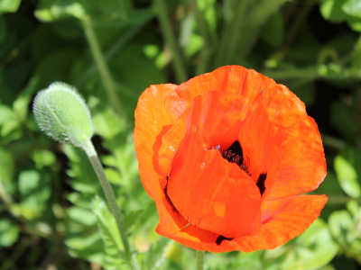 my sisters garden 06