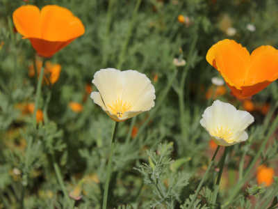 my sisters garden 07