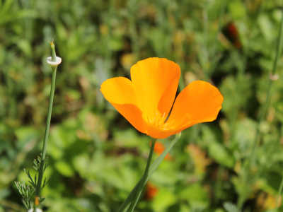 my sisters garden 08