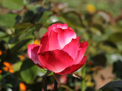 my sisters garden 11
