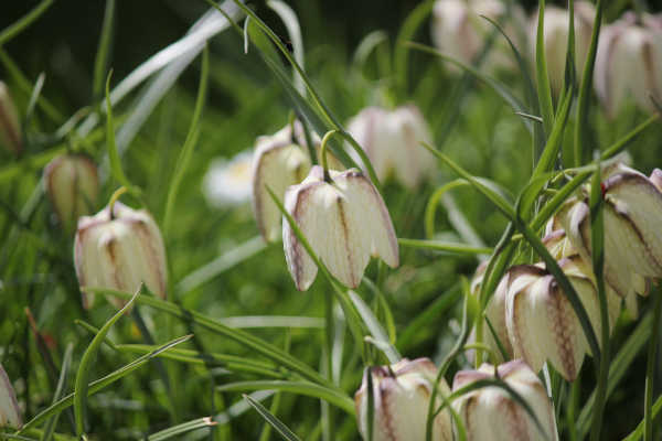 impressions2-blume01