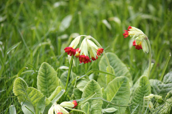 impressions2-blume02