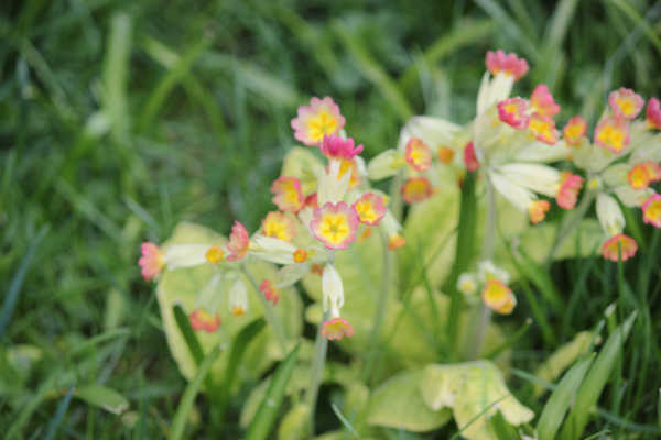 impressions2-blume03