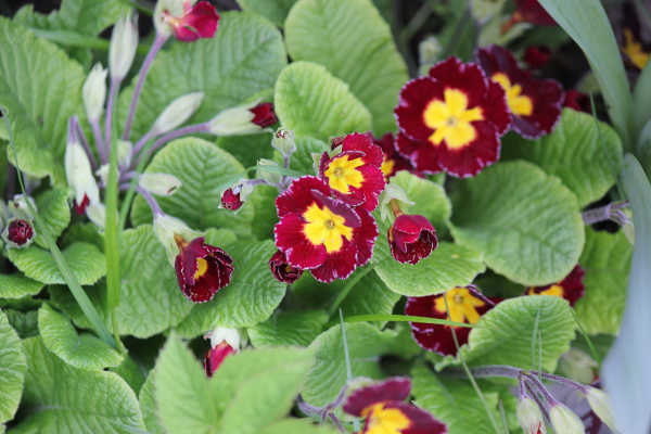 impressions2-blume04