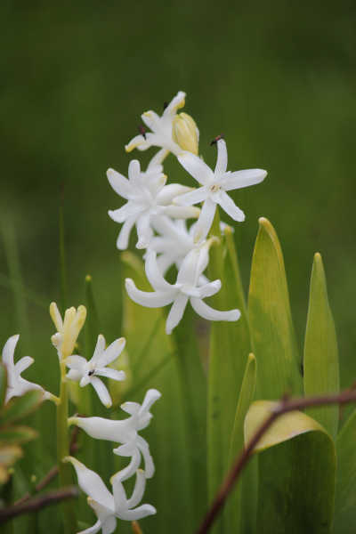 impressions2-blume07