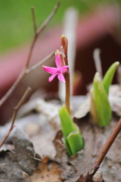 impressions2-blume08