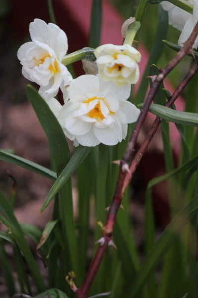 impressions2-blume09