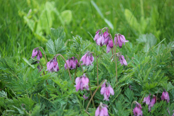 impressions2-blume10