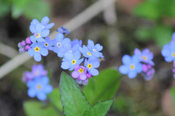 impressions2-blume12