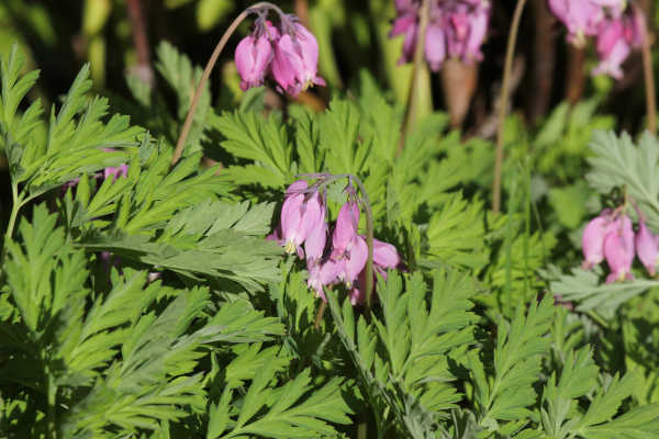 impressions2-blume13