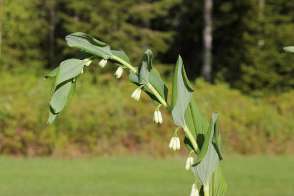 impressions2-blume14