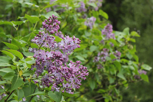 impressions2-blume15