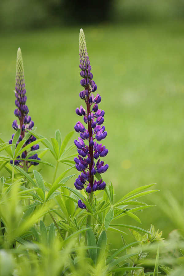 midsommar p01