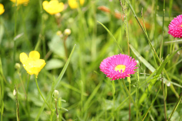 midsommar p02