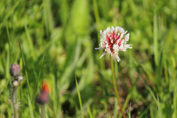midsommar p05