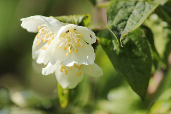midsommar p07