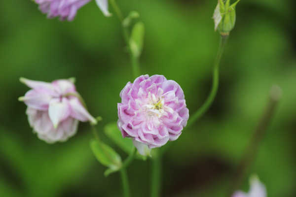 midsommar p10