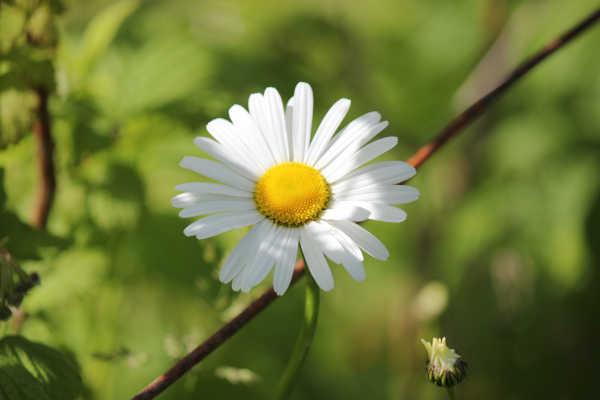 midsommar p20