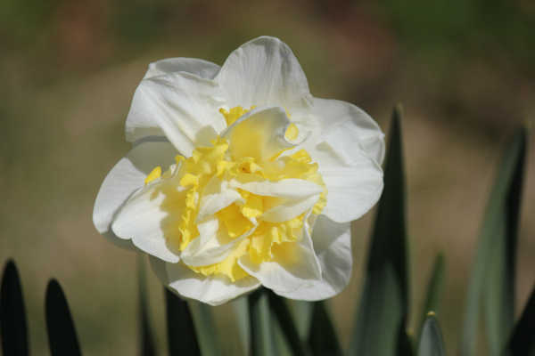 Osterglocken03