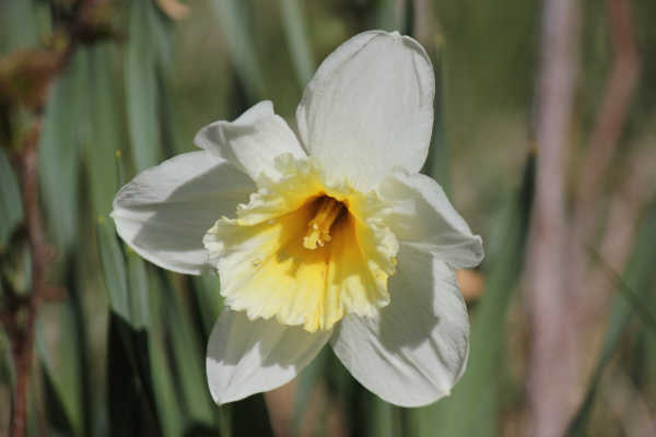 Osterglocken05