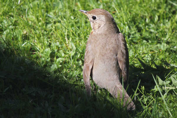 birds03
