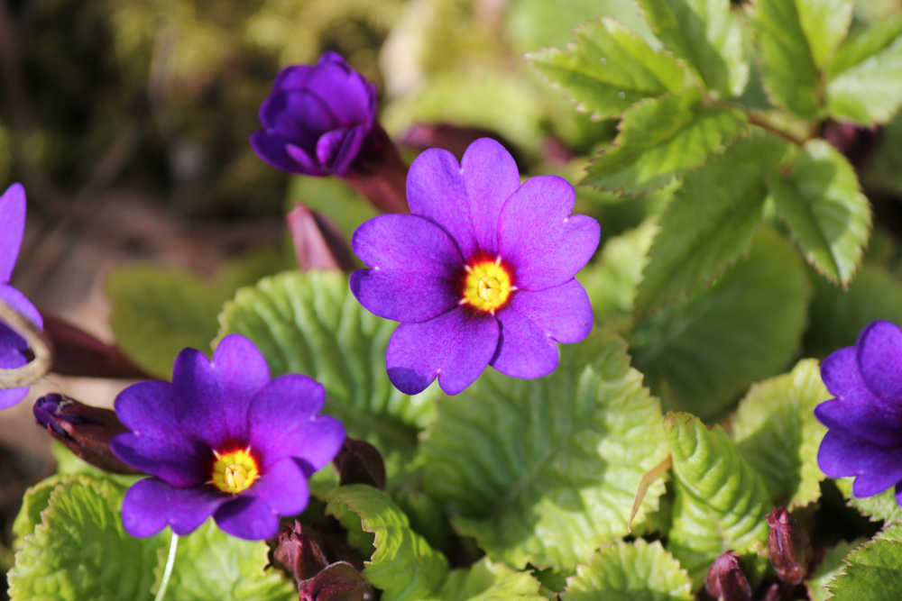 blumen02