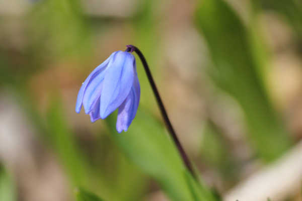 blumen03