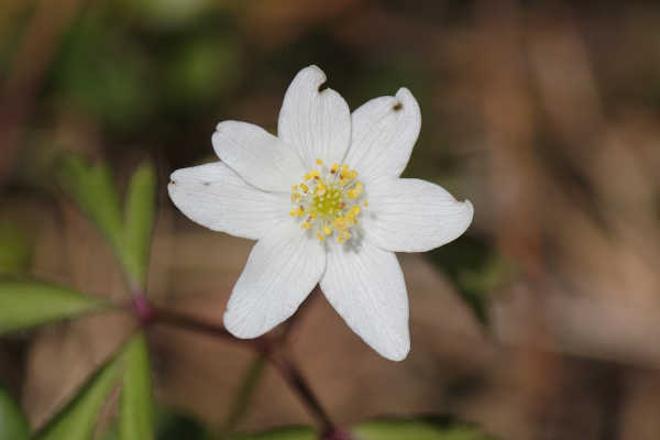 blumen04