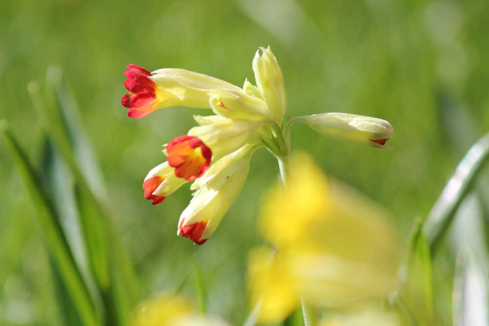 blumen05