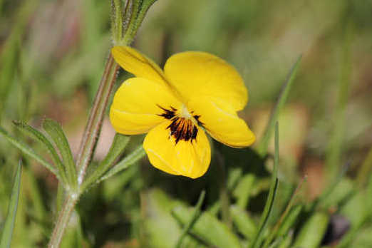 blumen06