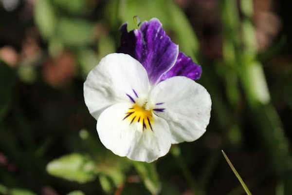 blumen07