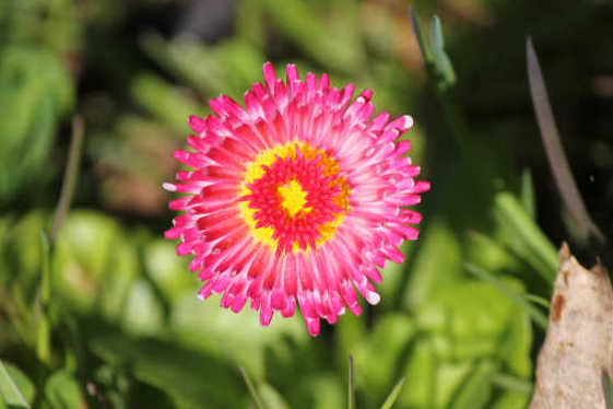 blumen08