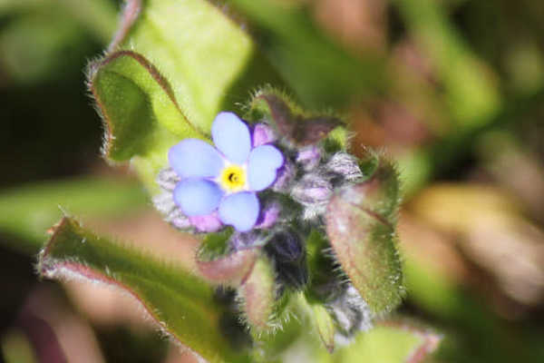 blumen09