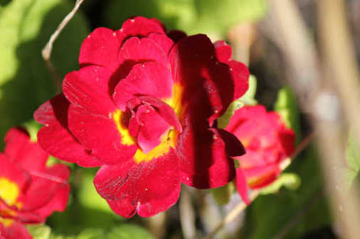 blumen10
