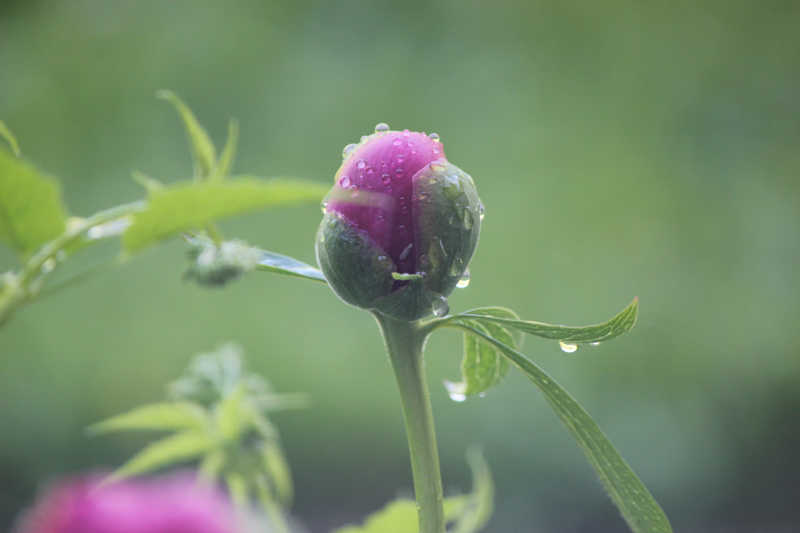 blumen11