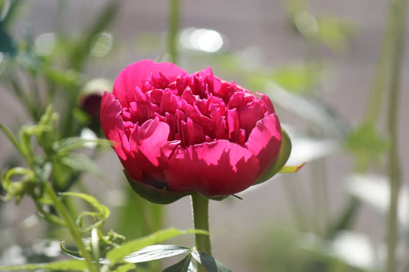 blumen12