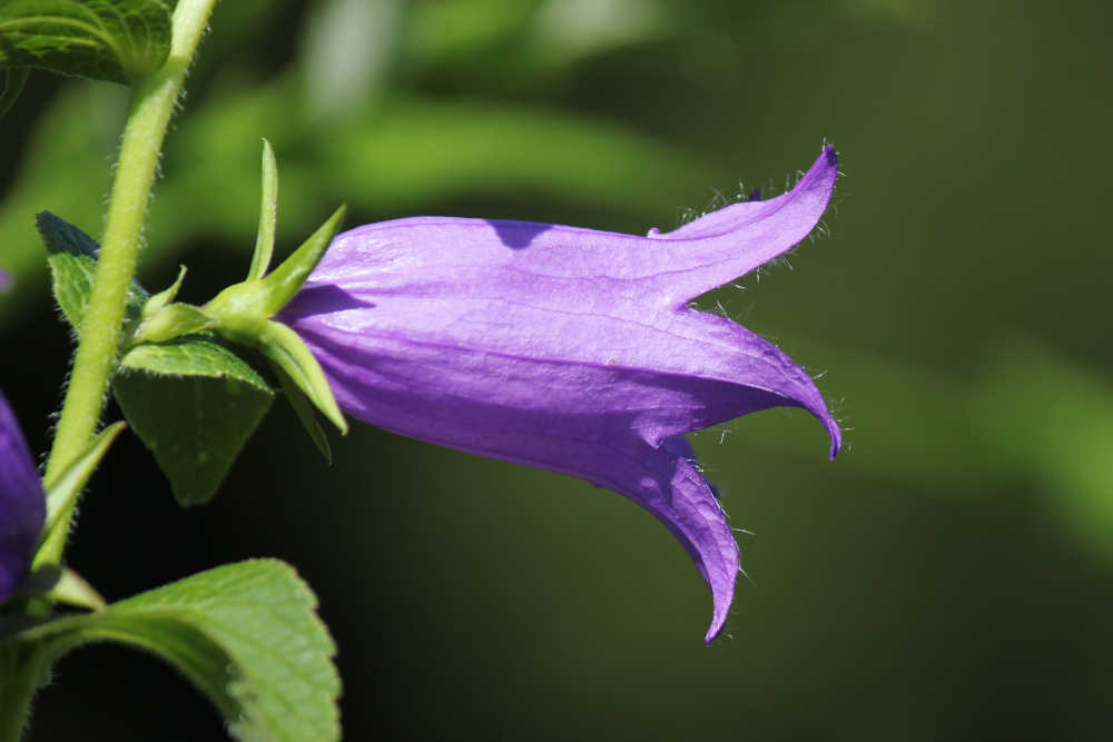 blumen13