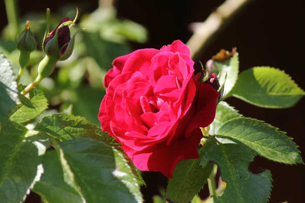 blumen14