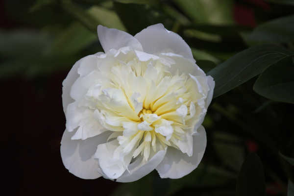 blumen15