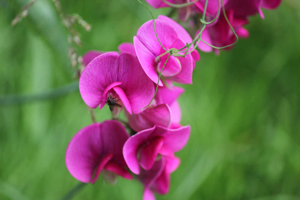 blumen16