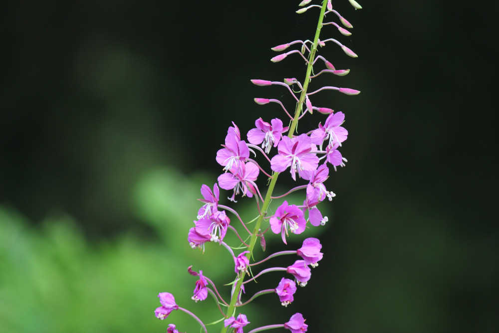 blumen17