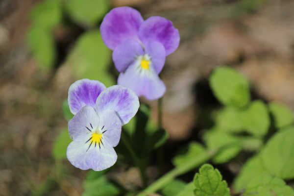 blumen18