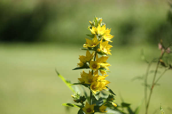 blumen20