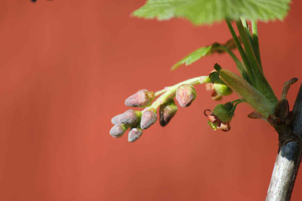 blumen21